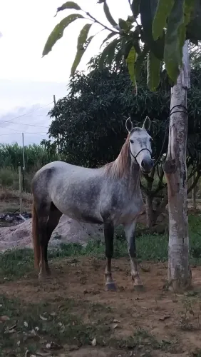 Égua 4 anos Aceito troca em égua quarto de milha