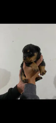 Cachorro