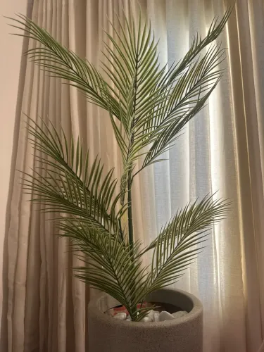 Vendo vaso com planta
