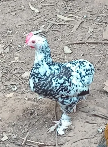 Galinha galize sura ovo azul