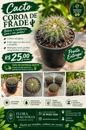 Cacto coroa-de-frade