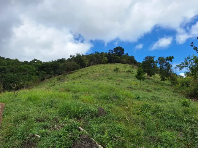15 HECTARES DE TERRA 16 KM DA BR116 OPORTUNIDADE DE NEGOCIO, TEMOS CONDICOES DE PAGAMENTO.