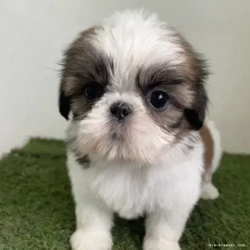 Cachorro filhote pelagem volumosa Shih tzu/Shitzu