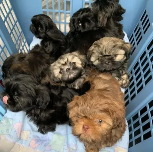 Filhotes de Shih Tzu | Seu próximo amigo está esperando por você!