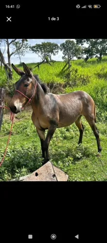 Burro novo e manso 4 anos
