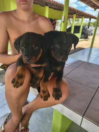 Filhotes de rottweiler