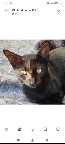 Gatos e gatas para doação 