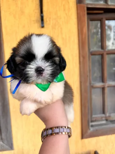 Shih tzu macho 50 dias vacinado