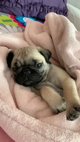 Pug Um anúncio para quem leva a escolha a sério