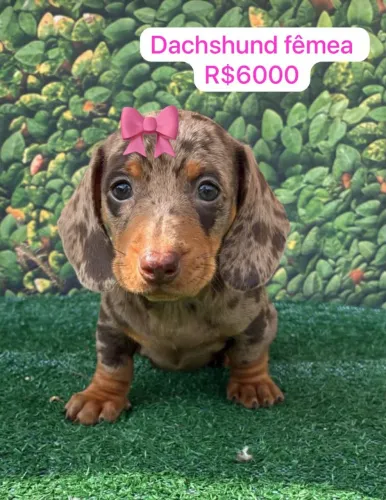 Dachshund fêmea