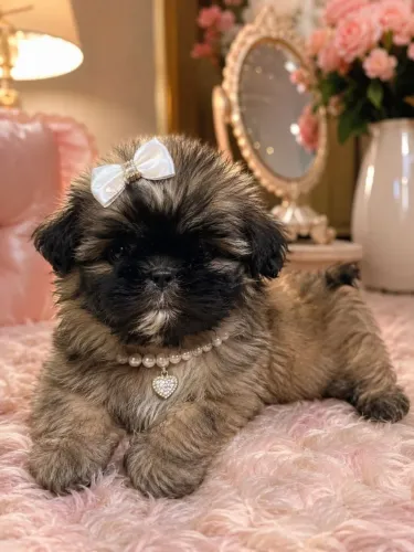 Filhote de lhasa apso femea maravilhosa 