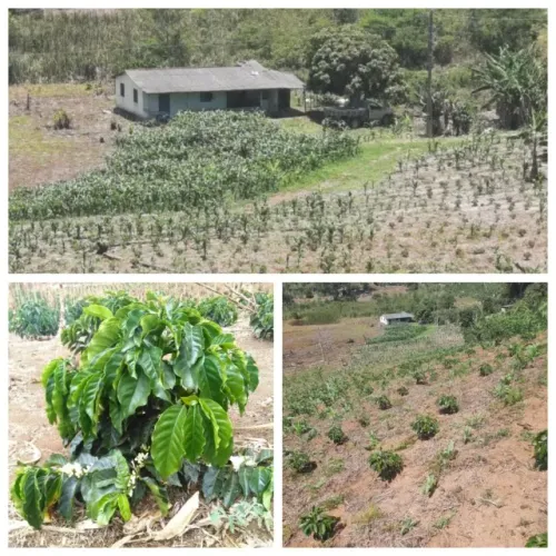 Sítio com 3200 pés de café quase 1 hectare 