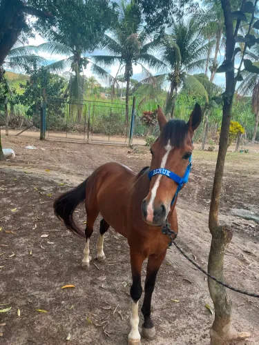 Cavalo Marrom