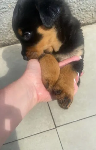 Filhote de Rottweiler a venda