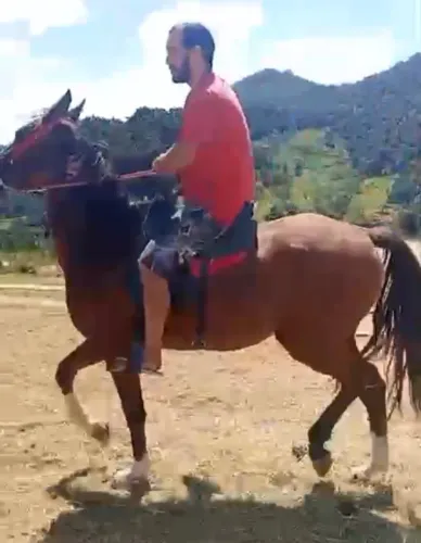 Vendo cavalo 