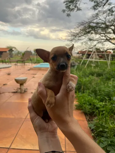 PINSCHER ZERO