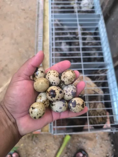Ovos Férteis de Codorna