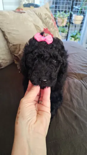 Poodle Gigante machos e fêmea