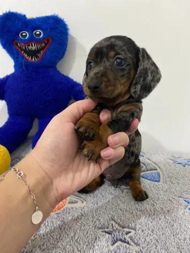 Filhote Dachshund Kaninchen - Super Pequeno