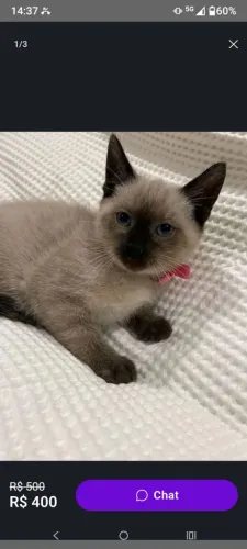 Presente dia dos pais siamês
