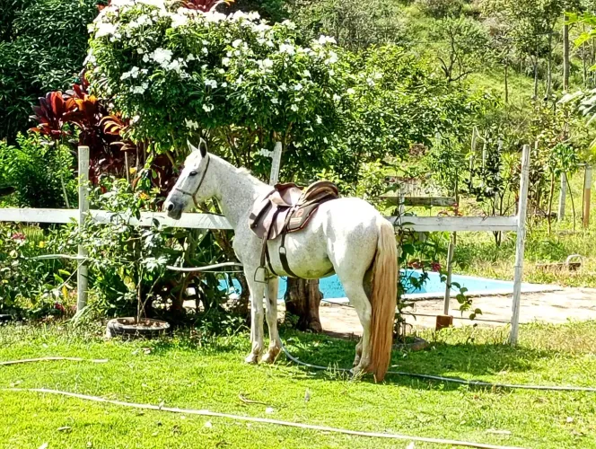 Égua mangalarga 