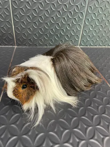 Porquinho da índia pelo longo