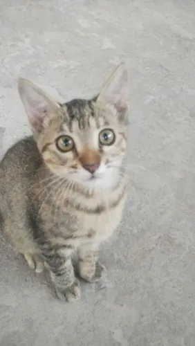 DOANDO essa linda gatinha 