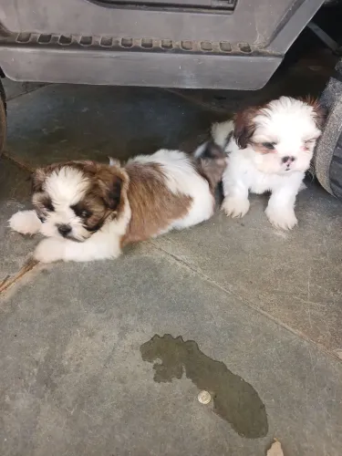 Animais de estimação