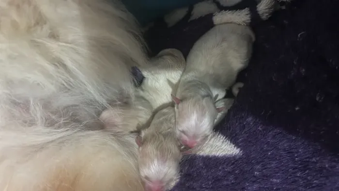 Lulu da Pomerânia Anão! Não é Spitz!!!