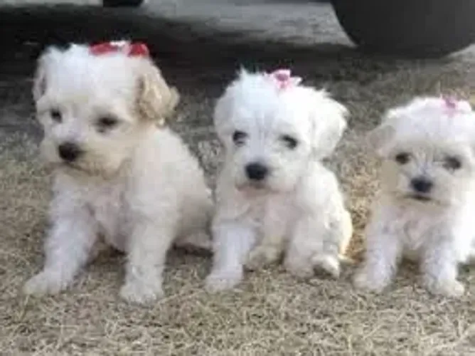 Poodle Inteligência com muito estilo.