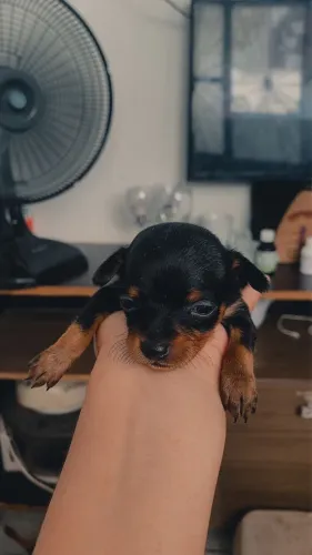 Vendo Filhote de pinscher