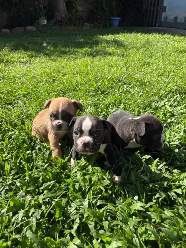 Vendo filhotes de buldogue francês 