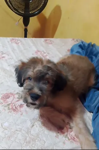 Cachorrinho