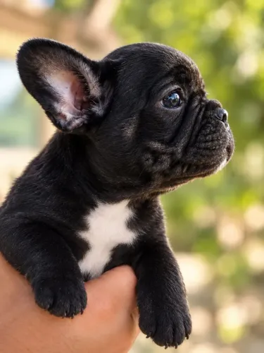 Filhote de Bulldog francês 