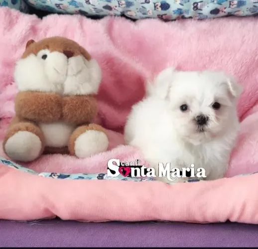 Macho de maltês micro baby face branco macho e fêmea pedigree adestrado garantia canil 