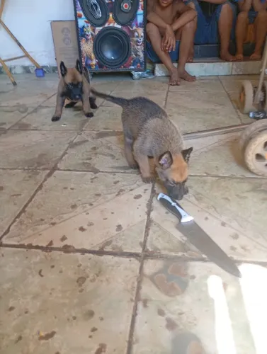 Filhotes de pastor belga malinois puro