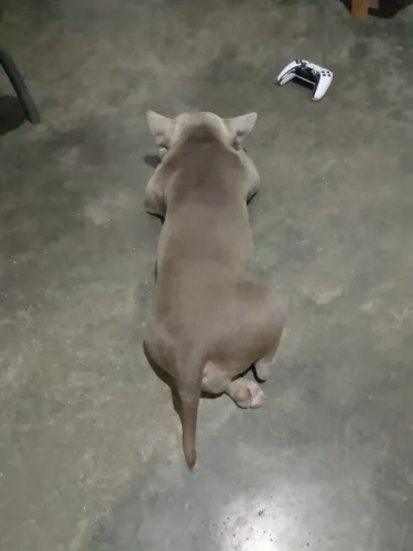 Americam Bully