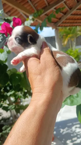 Shih tzu