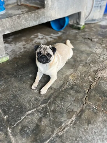 Cachorra Fêmea PUG