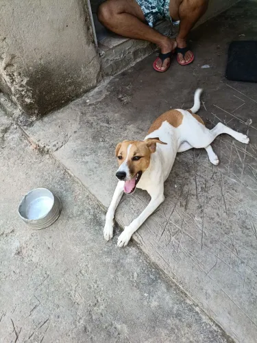 Cachorro