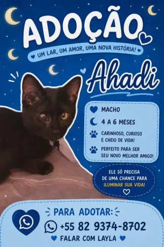 Doação de gato