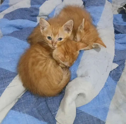 Gatinhos laranja para doação 