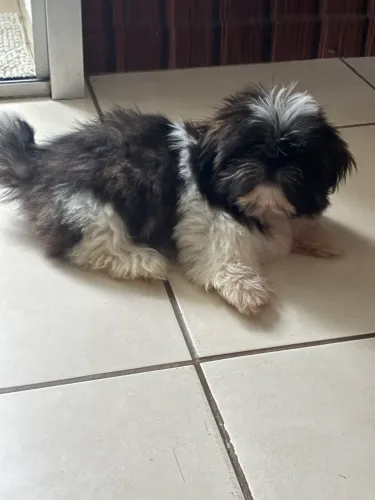 Filhote shih tzu fêmea 