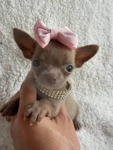 Saia da depressão hoje mesmo adquirindo um chihuahua