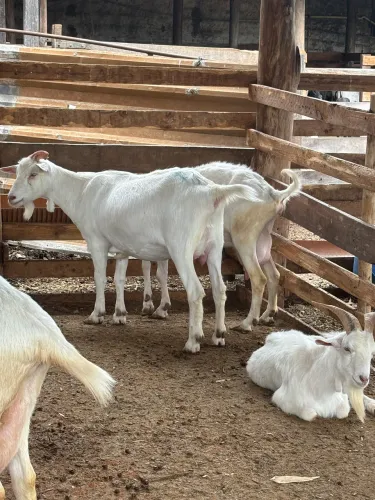 Cabritos,cabras e carneiros para venda