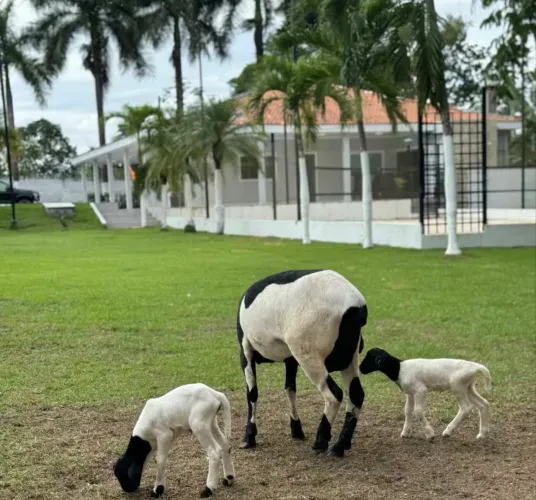 Vende-se ovelha Dorper