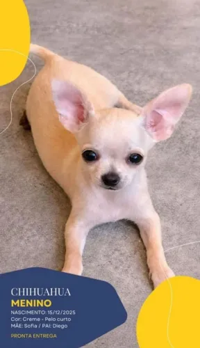 Filhote Chihuahua Macho