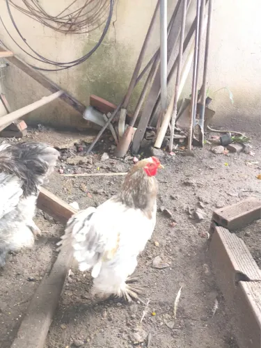Galos e galinha Brahma