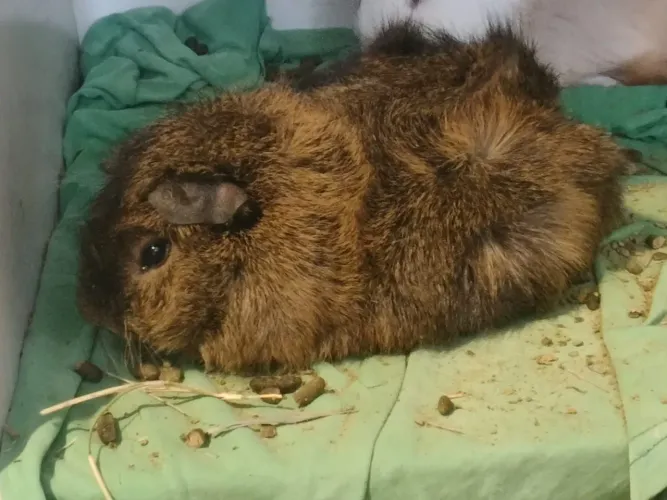 Porquinho da Índia fêmeas