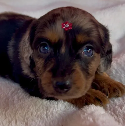 Dachshund- O companheiro perfeito 